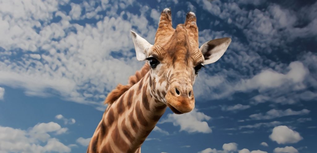 giraffe-animal-funny-facial-expression-39504