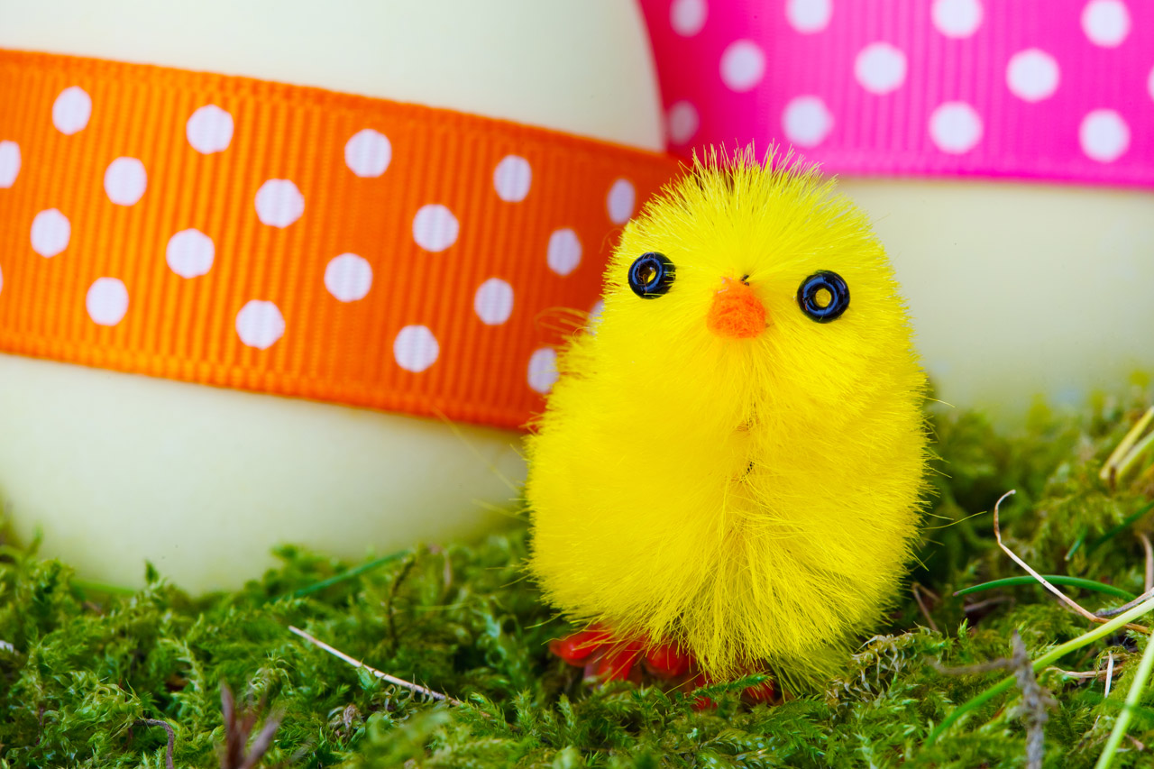 yellow-easter-chick