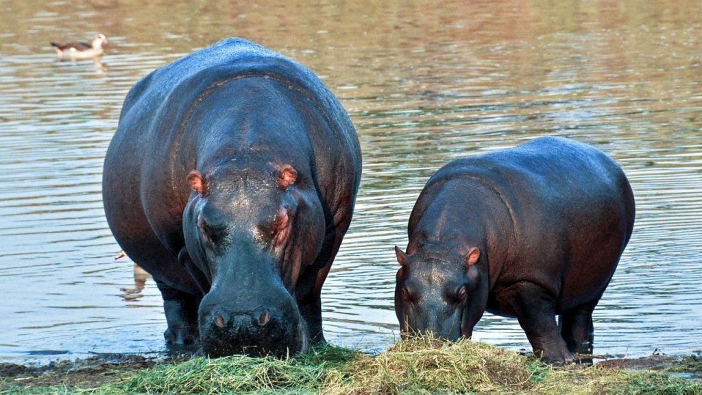 hippopotamus-1170205_1280