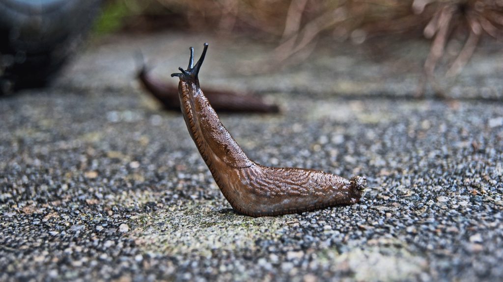 slug-1569009_1280