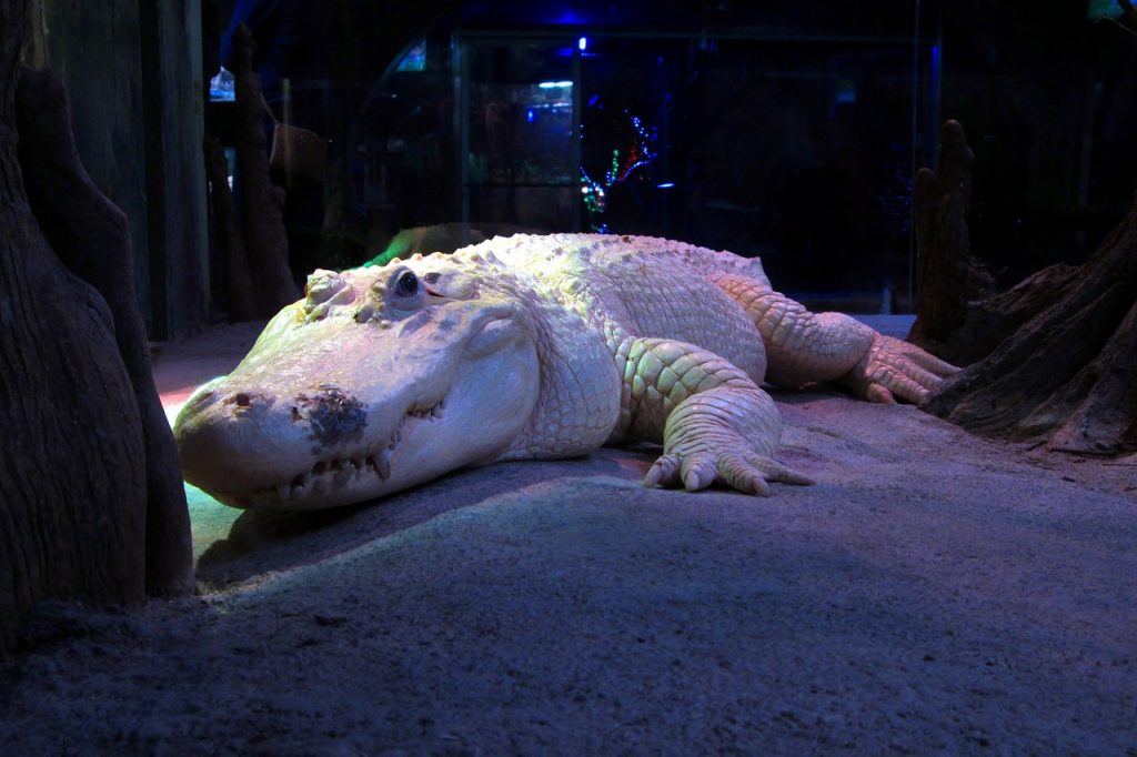 white-alligator-326071_1280