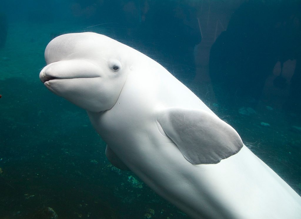 white-dolphin-1057362_1280