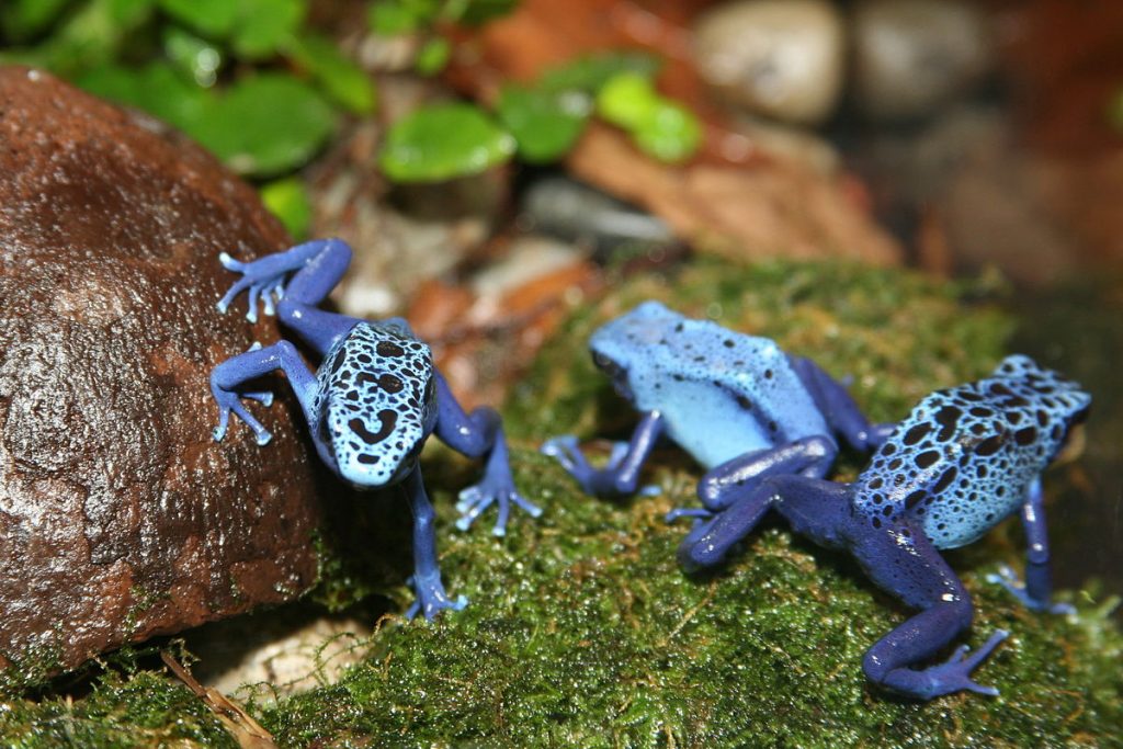 By Cliff - originally posted to Flickr as Poison Dart Frog (Dendrobates azureu), CC BY 2.0, Link