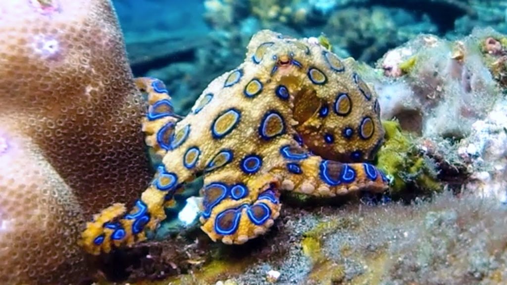 octopusues