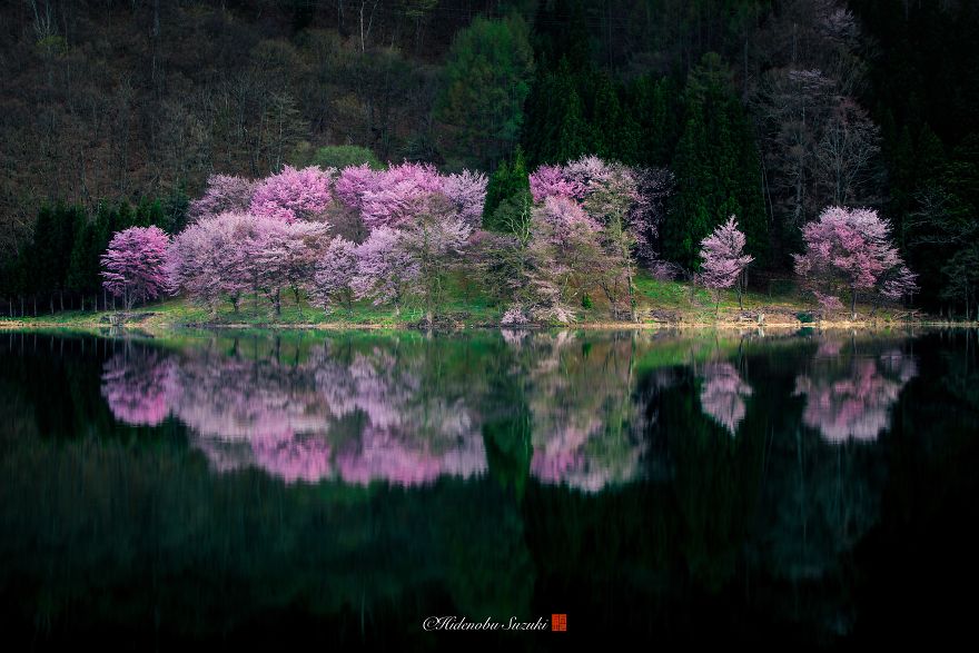 Sakura_Japonsko_10