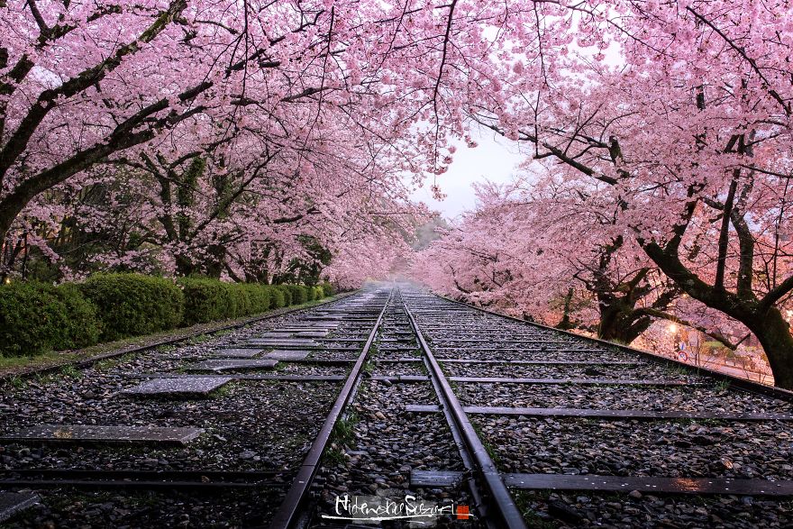 Sakura_Japonsko_11