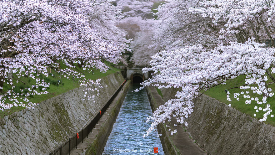 Sakura_Japonsko_14