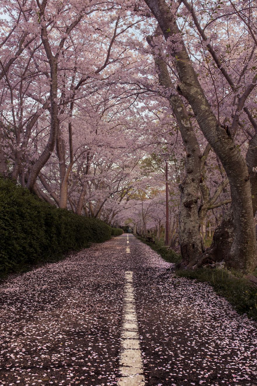 Sakura_Japonsko_2