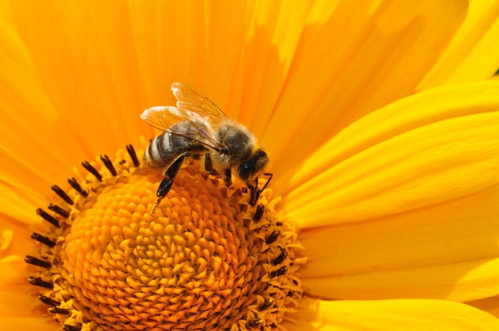 bee-pollen-nectar-yellow-67560
