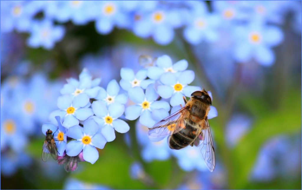 forget-me-not-hoverfly-fly-flower-60579