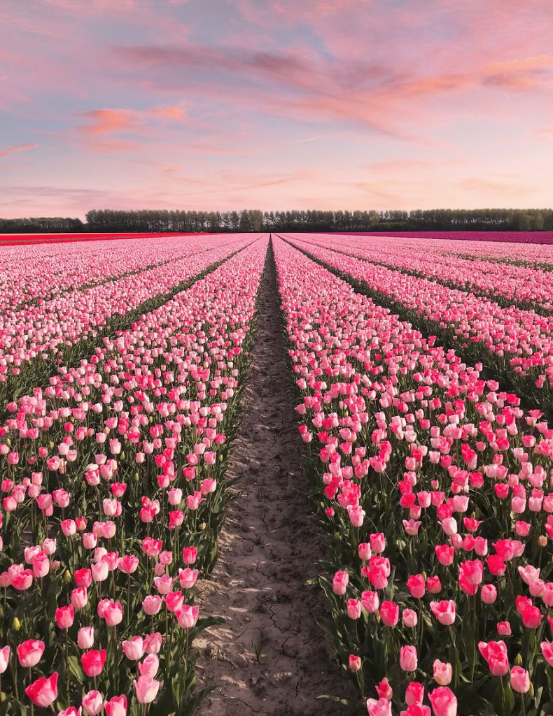 holandsko_tulip_1