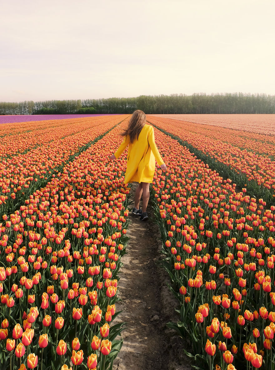 holandsko_tulip_12