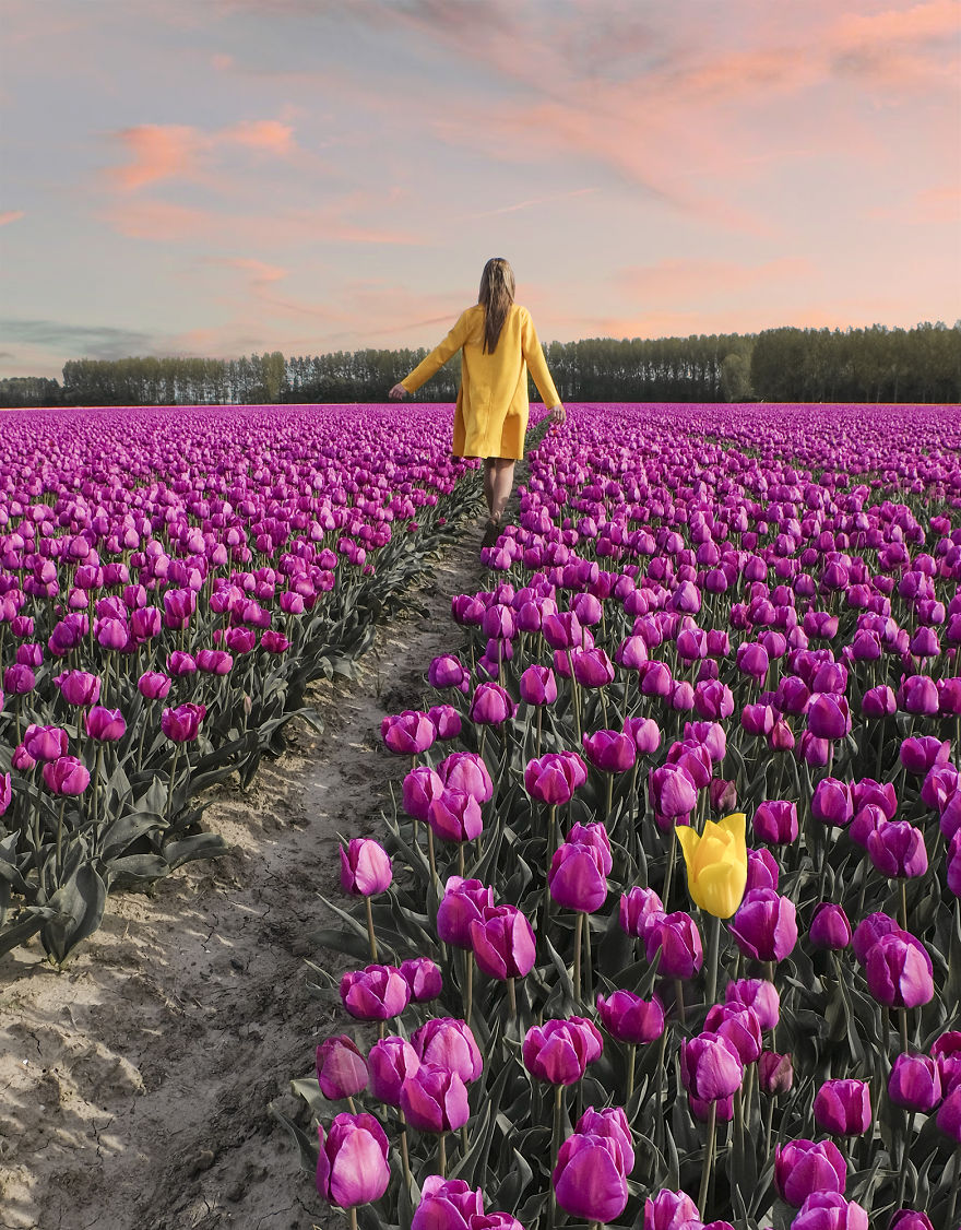 holandsko_tulip_14