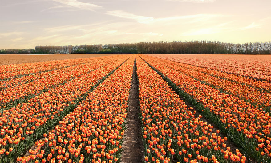 holandsko_tulip_5