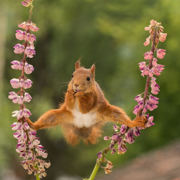 *** EXCLUSIVE *** BISPGARDEN, SWEDEN - 2016: Pictured wild red squirrel in a split between lupines in Bispgarden, Sweden. SPRING has sprung back into action and so have the 2018 Comedy Wildlife Photography Awards - here are the best entries so far. Two dancing polar bears by Luca Venturi have made the cut, along with an ant that's bitten off a little more than it can chew, shot by Muhammed Faishol Husni. The awards were founded by Tom Sullam and Paul Joynson-Hicks MBE, and aim to raise awareness of wildlife conservation through the power of laughter. The duo are part of a panel of judges, which also includes wildlife TV presenter Kate Humble, actor and comedian Hugh Dennis, wildlife photographer Will Burrard-Lucas, wildlife expert Will Travers OBCE, the Telegraphs online travel editor Oliver Smith and new 2018 judge the Managing Director of Affinity, Ashley Hewson. It?s not too late to enter your own hilarious photograph into the competition, and entries are free. Entrants can submit up to three images into each category and up to two video clips of no more than 60 seconds into the video clip category. The overall winner will be named the 2018 Comedy Wildlife Photographer of the Year and win a one week safari with Alex Walker's Serian - and there plenty of other fantastic prizes up for grabs for runners up. The competition is open to the public, with the deadline on 30th June 2018. ******Editors Note - Condition of Usage: These photos must be used in conjunction with the competition Comedy Wildlife Photography Competition 2018***** PHOTOGRAPH BY Geert Weggen / CWPA / Barcroft Images