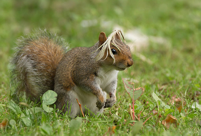 *** EXCLUSIVE *** ARUNDEL, UNITED KINGDOM - UNDATED: Grey Squirrel pictured with a feather on head in Arundel, England. SPRING has sprung back into action and so have the 2018 Comedy Wildlife Photography Awards - here are the best entries so far. Two dancing polar bears by Luca Venturi have made the cut, along with an ant that's bitten off a little more than it can chew, shot by Muhammed Faishol Husni. The awards were founded by Tom Sullam and Paul Joynson-Hicks MBE, and aim to raise awareness of wildlife conservation through the power of laughter. The duo are part of a panel of judges, which also includes wildlife TV presenter Kate Humble, actor and comedian Hugh Dennis, wildlife photographer Will Burrard-Lucas, wildlife expert Will Travers OBCE, the Telegraphs online travel editor Oliver Smith and new 2018 judge the Managing Director of Affinity, Ashley Hewson. It?s not too late to enter your own hilarious photograph into the competition, and entries are free. Entrants can submit up to three images into each category and up to two video clips of no more than 60 seconds into the video clip category. The overall winner will be named the 2018 Comedy Wildlife Photographer of the Year and win a one week safari with Alex Walker's Serian - and there plenty of other fantastic prizes up for grabs for runners up. The competition is open to the public, with the deadline on 30th June 2018. ******Editors Note - Condition of Usage: These photos must be used in conjunction with the competition Comedy Wildlife Photography Competition 2018***** PHOTOGRAPH BY Maria Kula / CWPA / Barcroft Images
