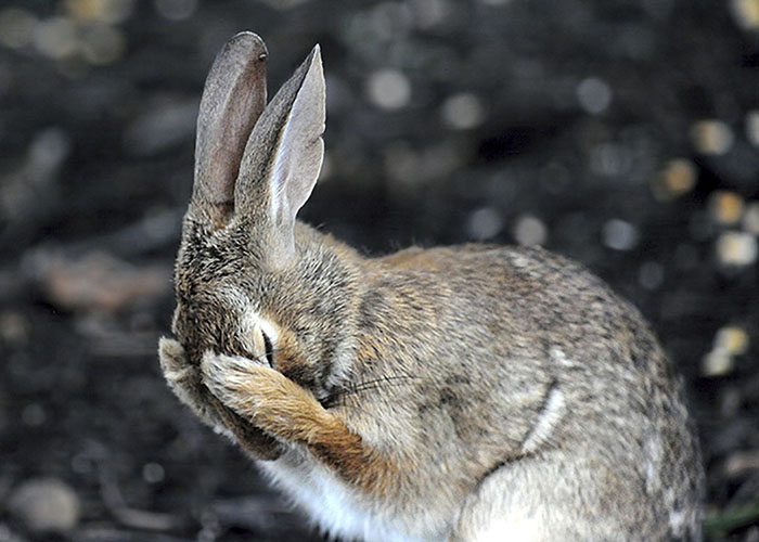 *** EXCLUSIVE *** WEST VIRGINIA, UNITED STATES - 2013: Rabbit hiding face with hands covering his eyes in West Virginia, United States. SPRING has sprung back into action and so have the 2018 Comedy Wildlife Photography Awards - here are the best entries so far. Two dancing polar bears by Luca Venturi have made the cut, along with an ant that's bitten off a little more than it can chew, shot by Muhammed Faishol Husni. The awards were founded by Tom Sullam and Paul Joynson-Hicks MBE, and aim to raise awareness of wildlife conservation through the power of laughter. The duo are part of a panel of judges, which also includes wildlife TV presenter Kate Humble, actor and comedian Hugh Dennis, wildlife photographer Will Burrard-Lucas, wildlife expert Will Travers OBCE, the Telegraphs online travel editor Oliver Smith and new 2018 judge the Managing Director of Affinity, Ashley Hewson. It?s not too late to enter your own hilarious photograph into the competition, and entries are free. Entrants can submit up to three images into each category and up to two video clips of no more than 60 seconds into the video clip category. The overall winner will be named the 2018 Comedy Wildlife Photographer of the Year and win a one week safari with Alex Walker's Serian - and there plenty of other fantastic prizes up for grabs for runners up. The competition is open to the public, with the deadline on 30th June 2018. ******Editors Note - Condition of Usage: These photos must be used in conjunction with the competition Comedy Wildlife Photography Competition 2018***** PHOTOGRAPH BY DanieI L Friend / CWPA / Barcroft Images