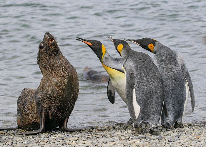 *** EXCLUSIVE *** SOUTH GEORGIA ISLAND - 2018: King Penguins gang up on a fur seal in South Georgia. SPRING has sprung back into action and so have the 2018 Comedy Wildlife Photography Awards - here are the best entries so far. Two dancing polar bears by Luca Venturi have made the cut, along with an ant that's bitten off a little more than it can chew, shot by Muhammed Faishol Husni. The awards were founded by Tom Sullam and Paul Joynson-Hicks MBE, and aim to raise awareness of wildlife conservation through the power of laughter. The duo are part of a panel of judges, which also includes wildlife TV presenter Kate Humble, actor and comedian Hugh Dennis, wildlife photographer Will Burrard-Lucas, wildlife expert Will Travers OBCE, the Telegraphs online travel editor Oliver Smith and new 2018 judge the Managing Director of Affinity, Ashley Hewson. It?s not too late to enter your own hilarious photograph into the competition, and entries are free. Entrants can submit up to three images into each category and up to two video clips of no more than 60 seconds into the video clip category. The overall winner will be named the 2018 Comedy Wildlife Photographer of the Year and win a one week safari with Alex Walker's Serian - and there plenty of other fantastic prizes up for grabs for runners up. The competition is open to the public, with the deadline on 30th June 2018. ******Editors Note - Condition of Usage: These photos must be used in conjunction with the competition Comedy Wildlife Photography Competition 2018***** PHOTOGRAPH BY Amy Kennedy / CWPA / Barcroft Images