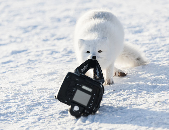 *** EXCLUSIVE *** HUDSON BAY, CANADA - 2013: Arctic fox trying to drag the camera away from the camp in Hudson Bay, Canada. SPRING has sprung back into action and so have the 2018 Comedy Wildlife Photography Awards - here are the best entries so far. Two dancing polar bears by Luca Venturi have made the cut, along with an ant that's bitten off a little more than it can chew, shot by Muhammed Faishol Husni. The awards were founded by Tom Sullam and Paul Joynson-Hicks MBE, and aim to raise awareness of wildlife conservation through the power of laughter. The duo are part of a panel of judges, which also includes wildlife TV presenter Kate Humble, actor and comedian Hugh Dennis, wildlife photographer Will Burrard-Lucas, wildlife expert Will Travers OBCE, the Telegraphs online travel editor Oliver Smith and new 2018 judge the Managing Director of Affinity, Ashley Hewson. It?s not too late to enter your own hilarious photograph into the competition, and entries are free. Entrants can submit up to three images into each category and up to two video clips of no more than 60 seconds into the video clip category. The overall winner will be named the 2018 Comedy Wildlife Photographer of the Year and win a one week safari with Alex Walker's Serian - and there plenty of other fantastic prizes up for grabs for runners up. The competition is open to the public, with the deadline on 30th June 2018. ******Editors Note - Condition of Usage: These photos must be used in conjunction with the competition Comedy Wildlife Photography Competition 2018***** PHOTOGRAPH BY Michou von Beschwitz / CWPA / Barcroft Images