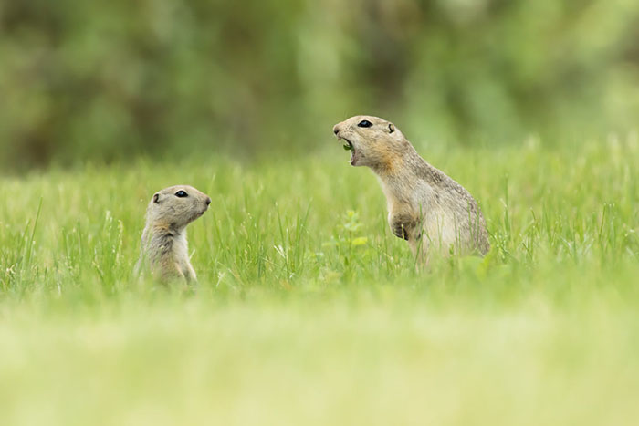 *** EXCLUSIVE *** ALBERTA, CANADA - 2017: A mother ground squirrel calls directly at her young pup in Alberta, Canada. SPRING has sprung back into action and so have the 2018 Comedy Wildlife Photography Awards - here are the best entries so far. Two dancing polar bears by Luca Venturi have made the cut, along with an ant that's bitten off a little more than it can chew, shot by Muhammed Faishol Husni. The awards were founded by Tom Sullam and Paul Joynson-Hicks MBE, and aim to raise awareness of wildlife conservation through the power of laughter. The duo are part of a panel of judges, which also includes wildlife TV presenter Kate Humble, actor and comedian Hugh Dennis, wildlife photographer Will Burrard-Lucas, wildlife expert Will Travers OBCE, the Telegraphs online travel editor Oliver Smith and new 2018 judge the Managing Director of Affinity, Ashley Hewson. It?s not too late to enter your own hilarious photograph into the competition, and entries are free. Entrants can submit up to three images into each category and up to two video clips of no more than 60 seconds into the video clip category. The overall winner will be named the 2018 Comedy Wildlife Photographer of the Year and win a one week safari with Alex Walker's Serian - and there plenty of other fantastic prizes up for grabs for runners up. The competition is open to the public, with the deadline on 30th June 2018. ******Editors Note - Condition of Usage: These photos must be used in conjunction with the competition Comedy Wildlife Photography Competition 2018***** PHOTOGRAPH BY Nick Parayko / CWPA / Barcroft Images