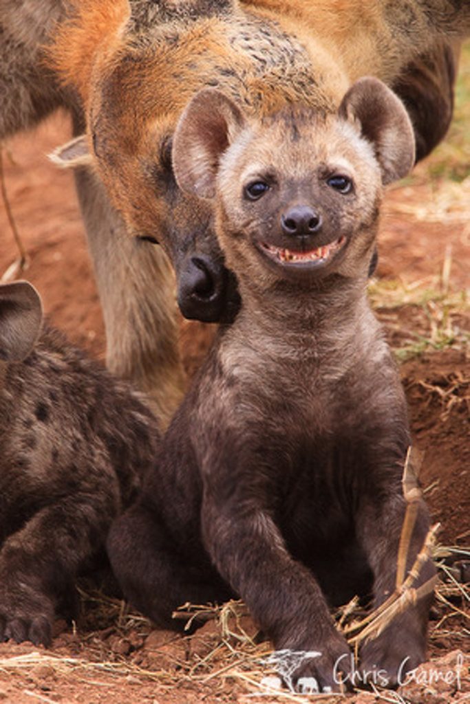 Spotted hyaena cub smiling at adult picks it up by scruff of the neck.