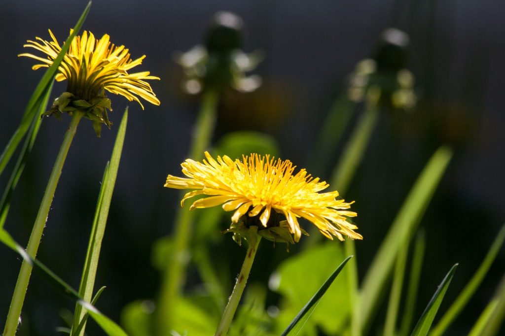 common-dandelion-dandelion-flower-bud-56896
