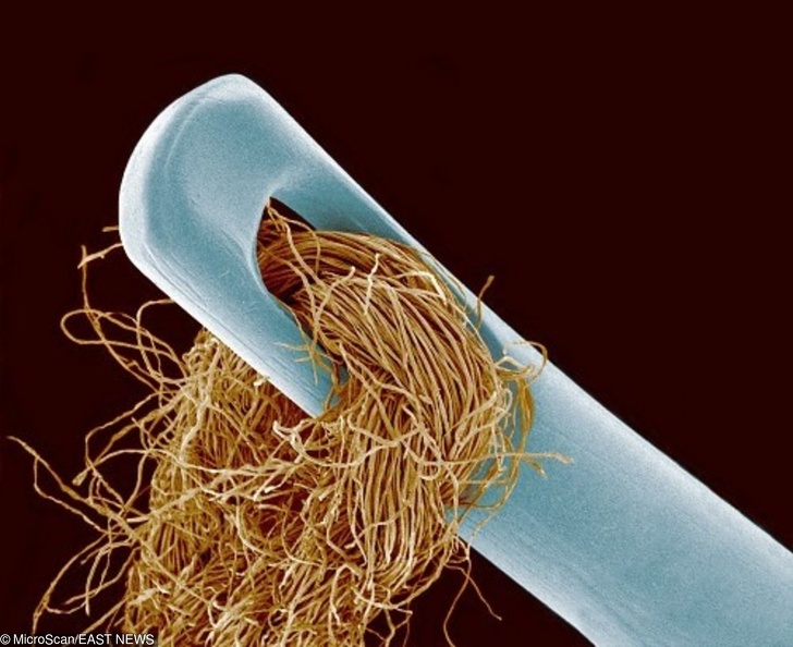 Scanning electron micrograph of a needle and thread, mag. 25x (at 6 x 7 cm).