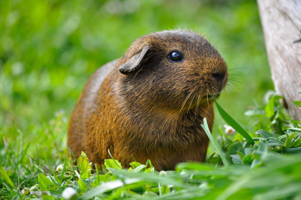 guinea-pig-animal-rodent-smooth-hair-47323