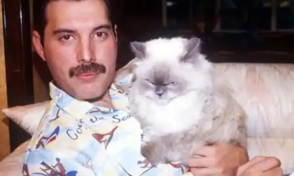 freddie mercury