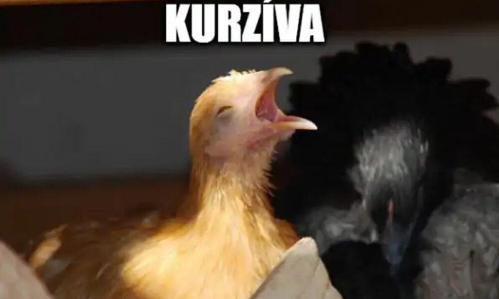 kurzíva